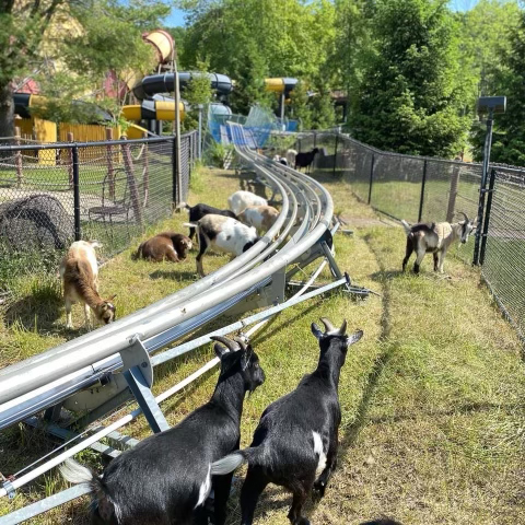 goats graze at Mountain Creek, NJ